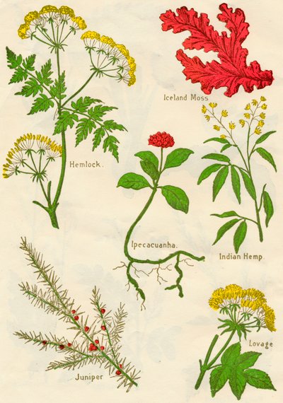 Fiori: Cicuta, Muschio d