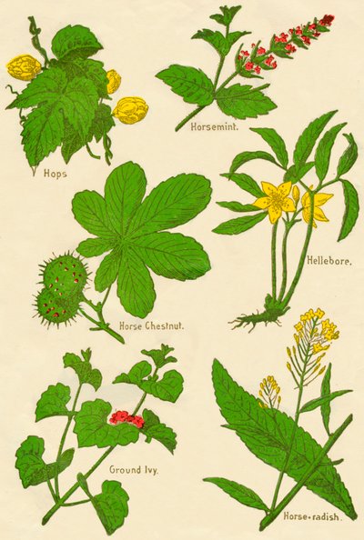 Fiori: Luppolo, Menta cavallina, Ippocastano, Elleboro, Edera terrestre, Rafano, c1940 da Unbekannt