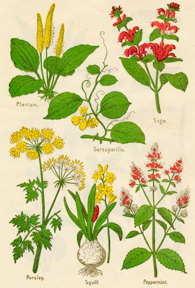 Fiori: Piantaggine, Salsapariglia, Salvia, Prezzemolo, Scilla, Menta piperita da Unbekannt