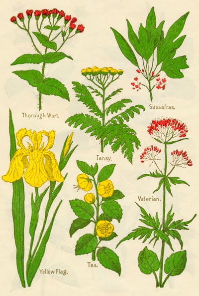 Fiori: Thorough Wort, Tansy, Sassafras, Valeriana, Bandiera Gialla, Tè, Valeriana, c1940 da Unbekannt