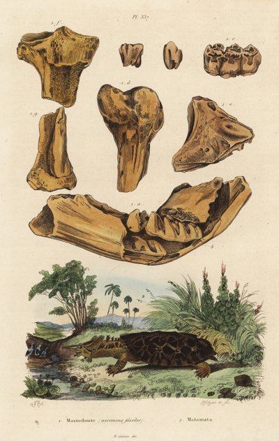 Ossa fossili di un mastodonte americano estinto, Mammut americanum, e mata mata, Chelus fimbriata da Unbekannt