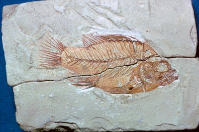 Fossile di un pesce da Unbekannt