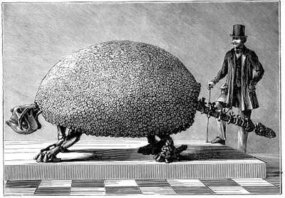 Fossile di un Gigante Armadillo dal Sud America da Unbekannt