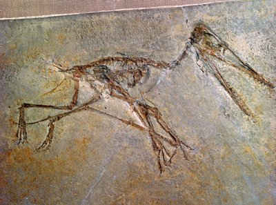 Scheletro fossile di un Pterodattilo, dalla collezione del British Museum da Unbekannt