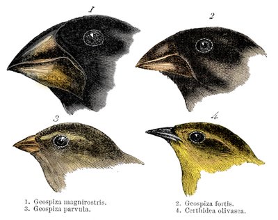 Quattro delle specie di fringuelli osservate da Darwin nelle Isole Galapagos da Unbekannt