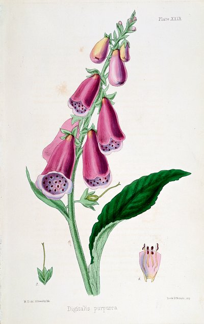 Digitale purpurea, XIX secolo da Unbekannt
