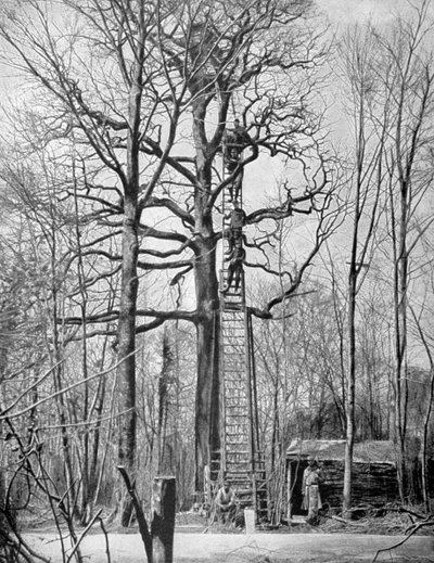 Posto di osservazione francese su un albero, Francia, Prima Guerra Mondiale da Unbekannt
