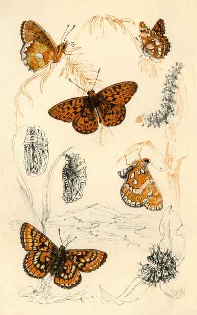 Farfalle fritillarie, XIX secolo da Unbekannt