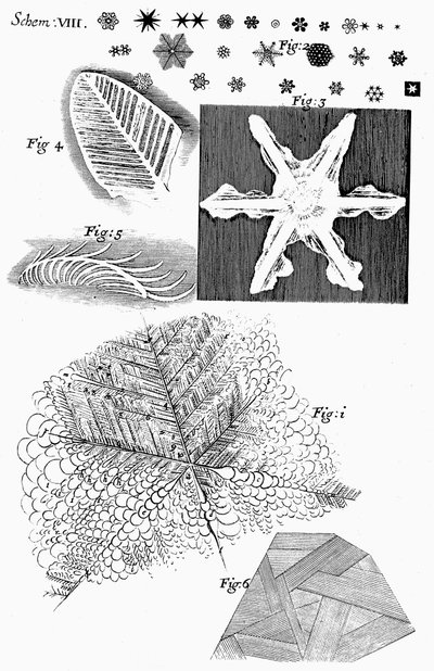Materiali congelati visti dal microscopista inglese Robert Hooke da Unbekannt