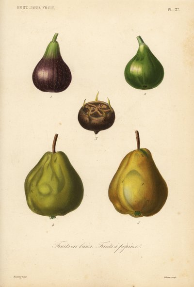 Frutta a semi e bacche da Unbekannt