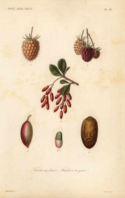 Frutti, noci e bacche da Unbekannt