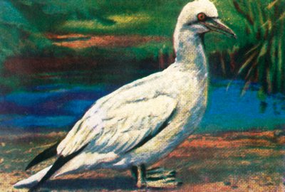 Sula, c1928 da Unbekannt