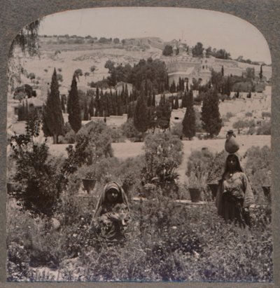 Giardino del Getsemani e Monte degli Ulivi dai Giardini Greci, c1900 da Unbekannt
