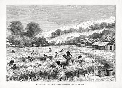 Raccolta della pianta di coca Erythroxylum coca in Bolivia, 1877 da Unbekannt