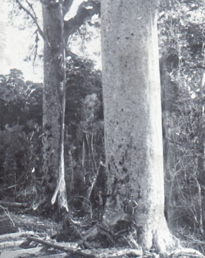Albero di Kauri gigante, fine 19°-inizio 20° secolo da Unbekannt