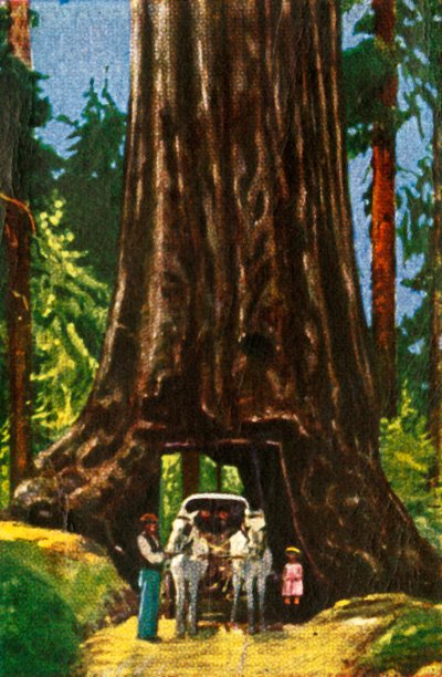 Sequoia gigante in California, c1928 da Unbekannt