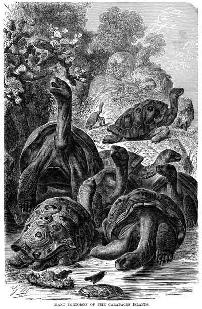 Tartarughe giganti delle Isole Galapagos osservate da Darwin, 1894 da Unbekannt