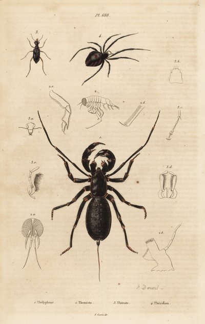 Scorpione frusta gigante, Mastigoproctus giganteus, coleottero, specie Theratus, e ragno della ragnatela, specie Theridion da Unbekannt