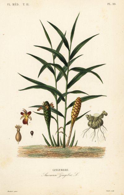 Zenzero o radice di zenzero, Zingiber officinale, Amomum zingiber, Gingembre da Unbekannt
