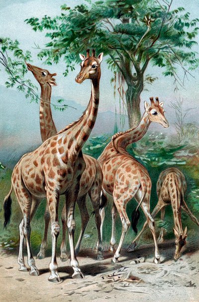Giraffe che brucano, ca 1885 da Unbekannt