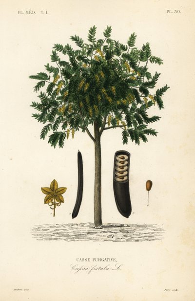 Albero della pioggia dorata, Cassia fistula da Unbekannt