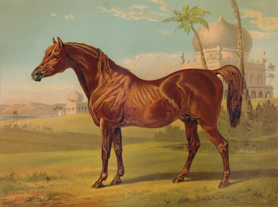 Goldie, arabo di alta classe, c1879 da Unbekannt