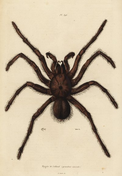 Ragno mangiatore di uccelli Golia, Theraphosa blondi da Unbekannt