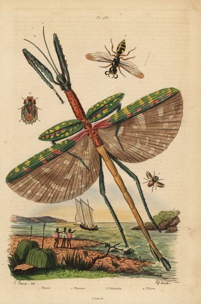 Insetto stecco Golia, Eurycnema goliath, mosca, specie Phasia, vespa assassina di api, Philanthus triangulum, insetto della corteccia, Phloea corticata da Unbekannt