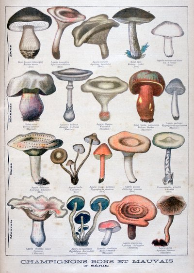 Funghi buoni e cattivi, 1896 da Unbekannt