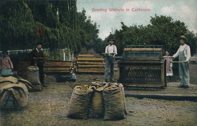 Classificazione delle noci in California, c1910s da Unbekannt