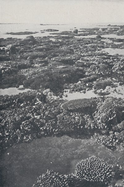 La Grande Barriera Corallina da Unbekannt