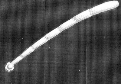La grande cometa del 1680 di Kirch come appariva avvicinandosi al Sole da Unbekannt