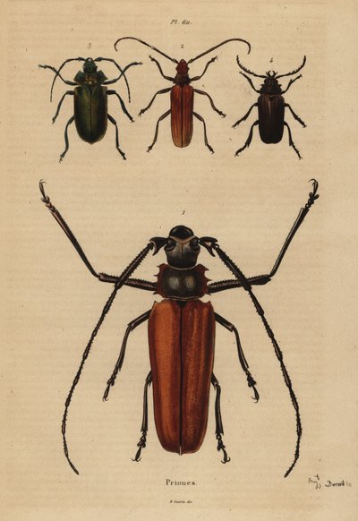Grande scarabeo longicorno, Aegosoma scabricorne, Pyrodes nitidus e Prionus desmaretii da Unbekannt