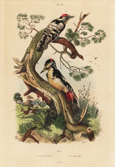 Picchio rosso maggiore, Dendrocopos major, e picchio rosso minore, Dryobates minor da Unbekannt