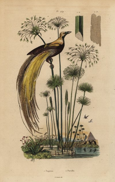 Paradiso maggiore, Paradisaea apoda, e papiro, Cyperus papyrus da Unbekannt