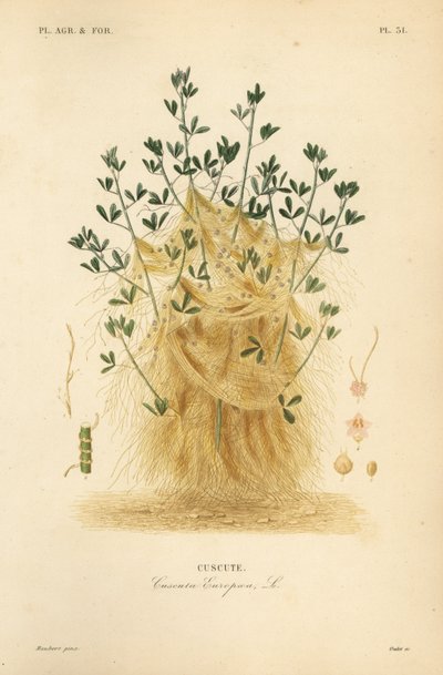 Cuscuta europea da Unbekannt