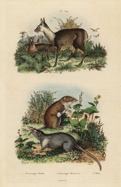 Toporagno dai denti bianchi maggiore, Crocidura russula, toporagno muschiato grigio, Suncus murinus e cervo muschiato scuro, Moschus fuscus, in pericolo da Unbekannt