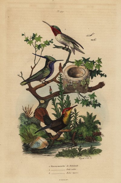 Colibrì crestato verde, Stephanoxis lalandi, colibrì gola rubino, Archilochus colubris, e colibrì rubino-topazio e nido, Chrysolampis mosquitus da Unbekannt