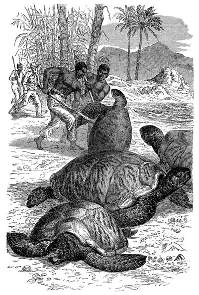 Cattura di una tartaruga verde da parte dei cacciatori, 1884 da Unbekannt