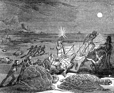 Tartarughe verdi e tartarughe caretta catturate sulla costa di Cuba, 1832 da Unbekannt