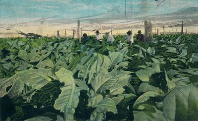 Coltivazione del tabacco, Cuba, 1909 da Unbekannt