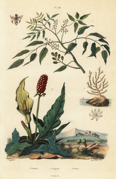 Gumbo-limbo, Bursera simaruba 1, ventaglio di mare o gorgonia verrucosa, Eunicella verrucosa 2, e gigaro, Arum maculatum 3 da Unbekannt