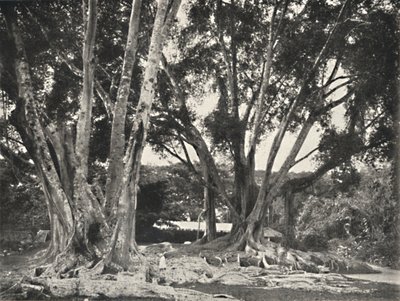 Gummibaume Ficus elastica, 1926 da Unbekannt