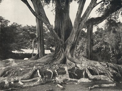 Alberi di gomma come Tavola 14, vista parziale delle radici aeree, 1926 da Unbekannt