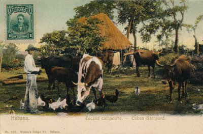 Habana. Scena campestre - Cortile cubano, c1910 da Unbekannt