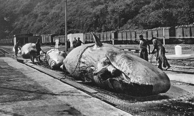 Gestione delle balene al Bluff, Durban, Sudafrica da Unbekannt