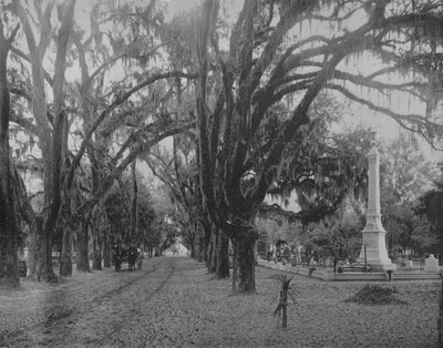Muschio pendente su quercia viva, Savannah, Georgia, c1897 da Unbekannt