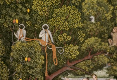 Hanuman-Languren, miniatura indiana da Unbekannt