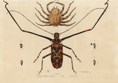 Coleottero arlecchino, Acrocinus longimanus 1, e granchio ragno europeo, Maja squinado 2, Macrope (arlecchino di Cayenne), maia, maillots da Unbekannt