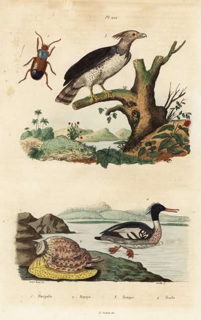 Aquila arpia, Harpia harpyja 3, smergo brasiliano, Mergus octosetaceus, in pericolo critico 4, coleottero Harpalus 1, e lumaca arpa, Harpa major 2 da Unbekannt